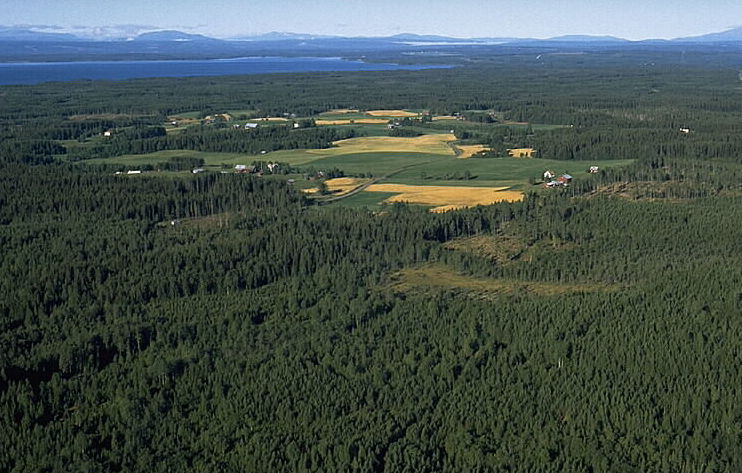 Forest setting around the retreat venue.